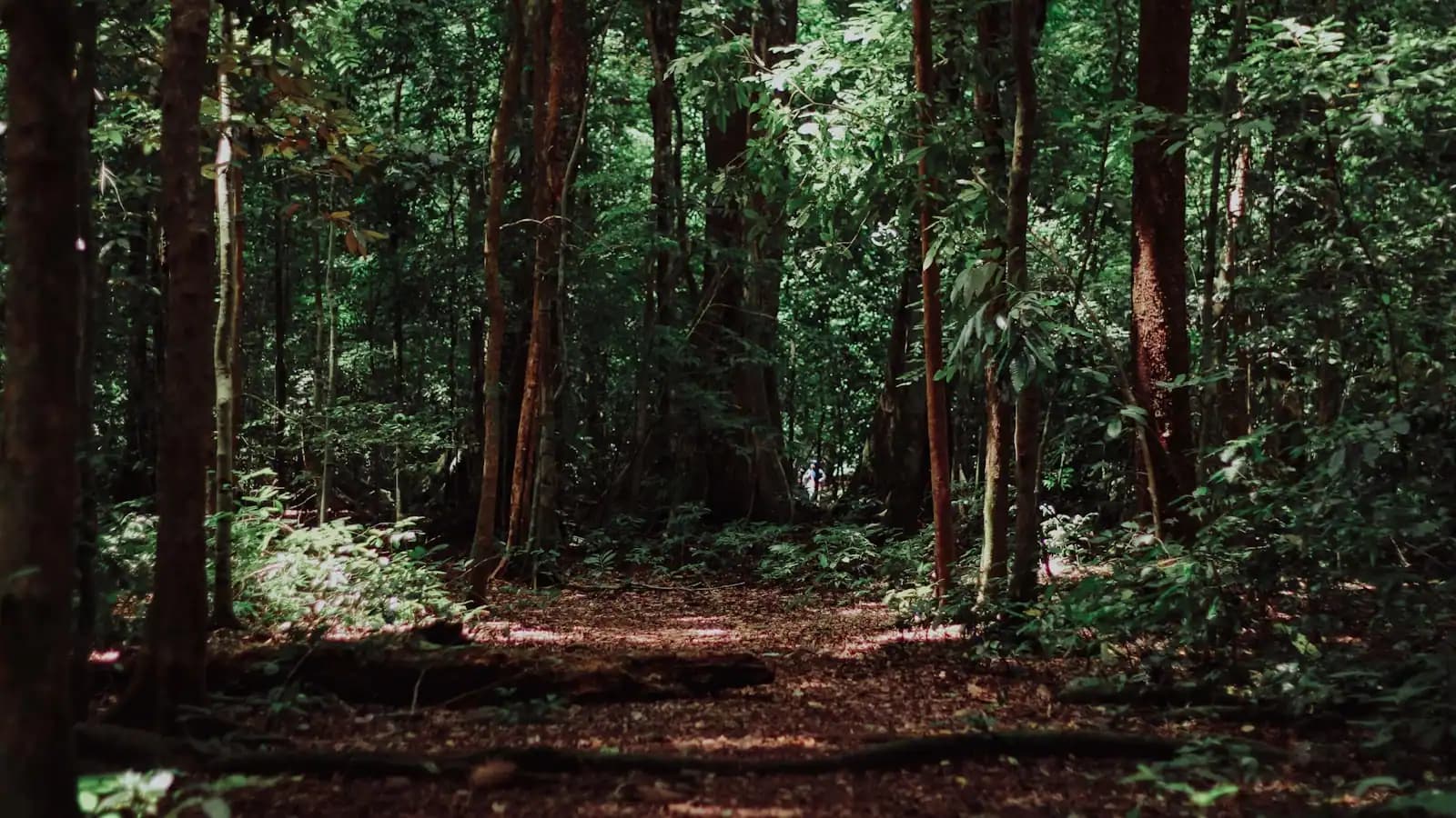 Green woodland with light falling between close-standing trees