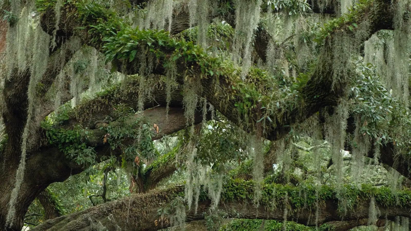 Live oak trees draped with Spanish moss, the tree canopy typical of the South Carolina Lowcountry