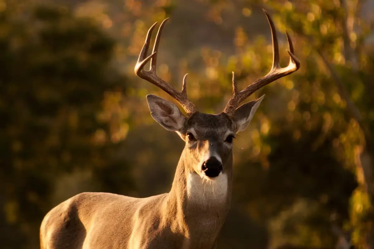 A white-tailed buck standing among trees in low golden light