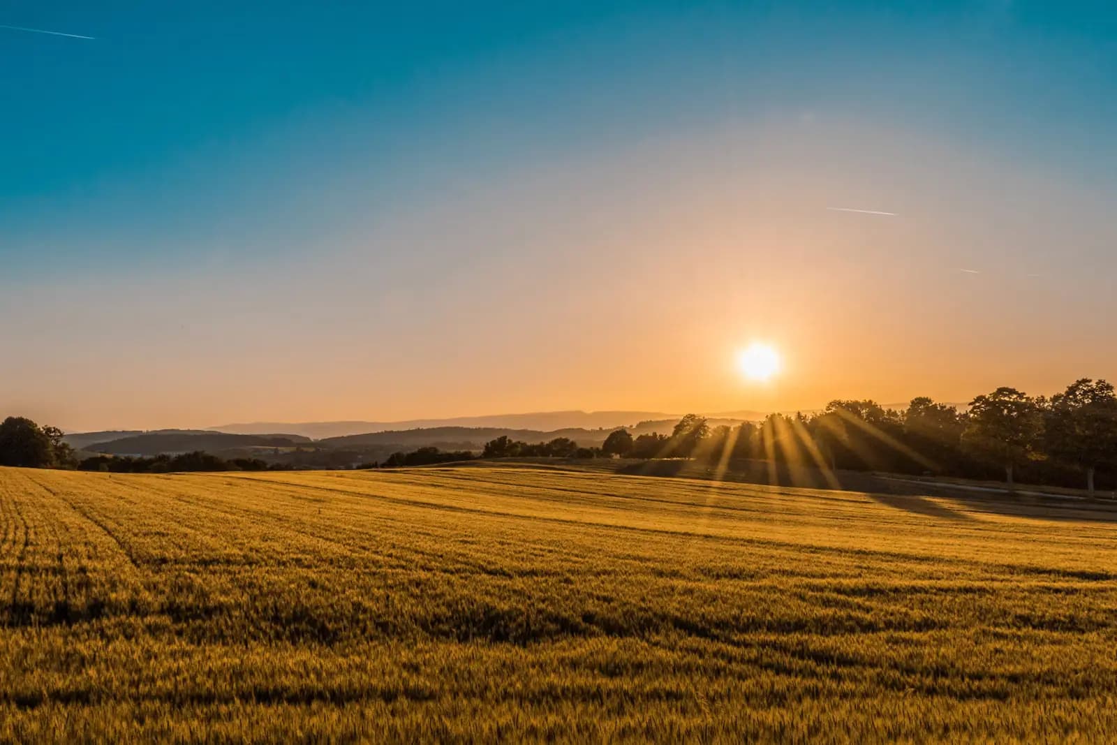 Low evening sun across a wide expanse of tall golden marsh grass