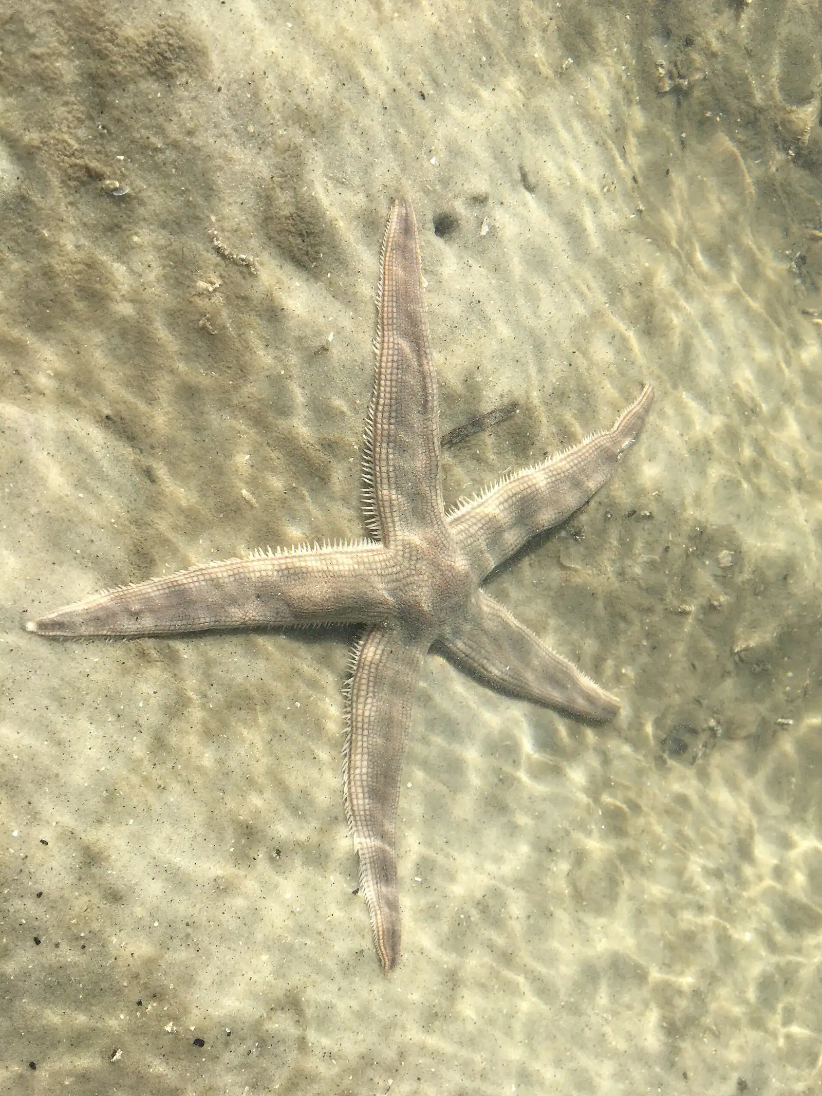 Clear shallow water lying in ripple-marked sand on a beach exposed at low tide