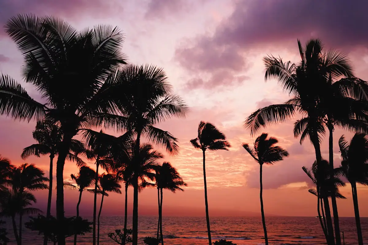 Palm trees silhouetted against a pink and violet sunset above calm water