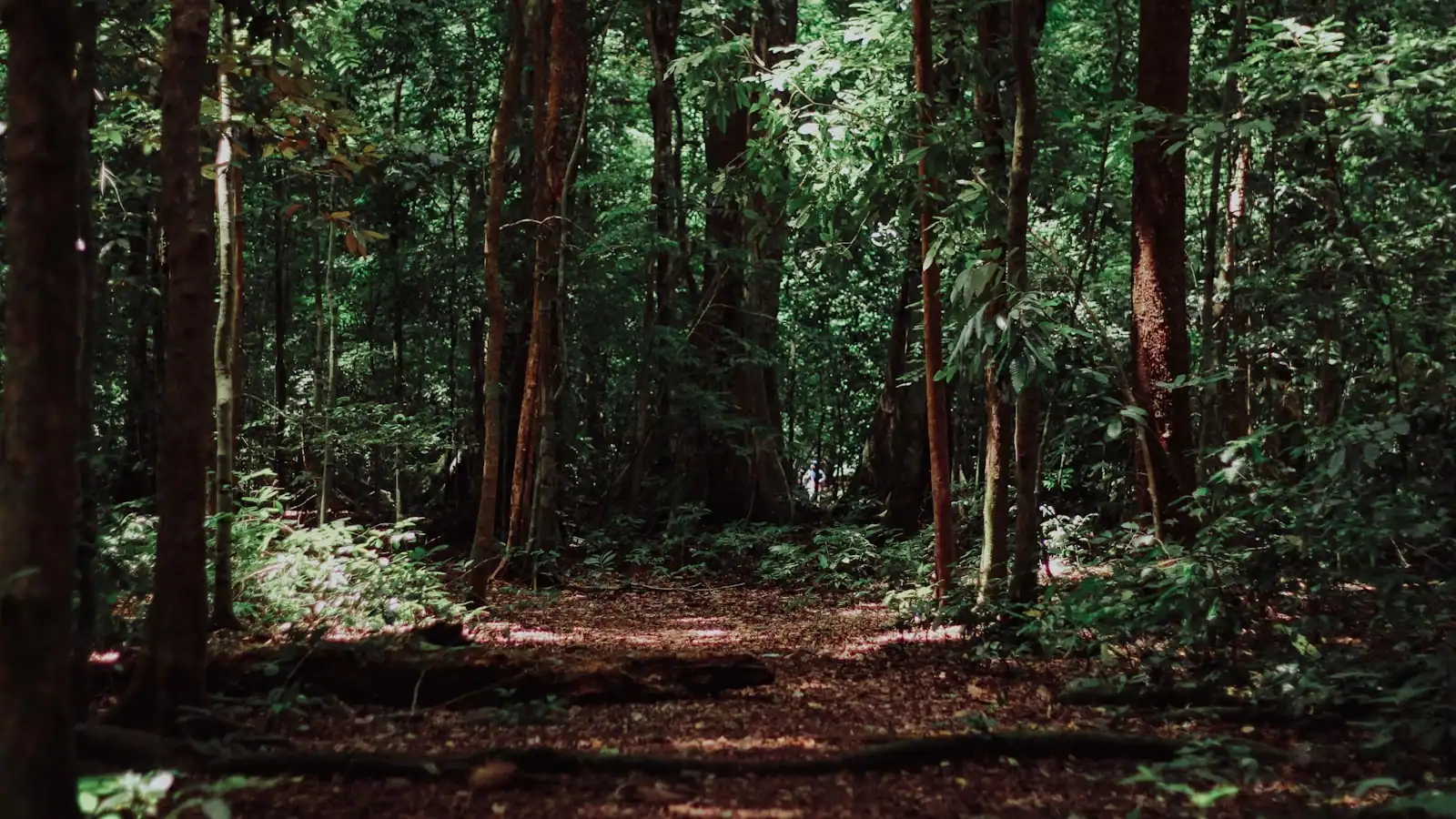 Dense green woodland with light coming through the upper canopy