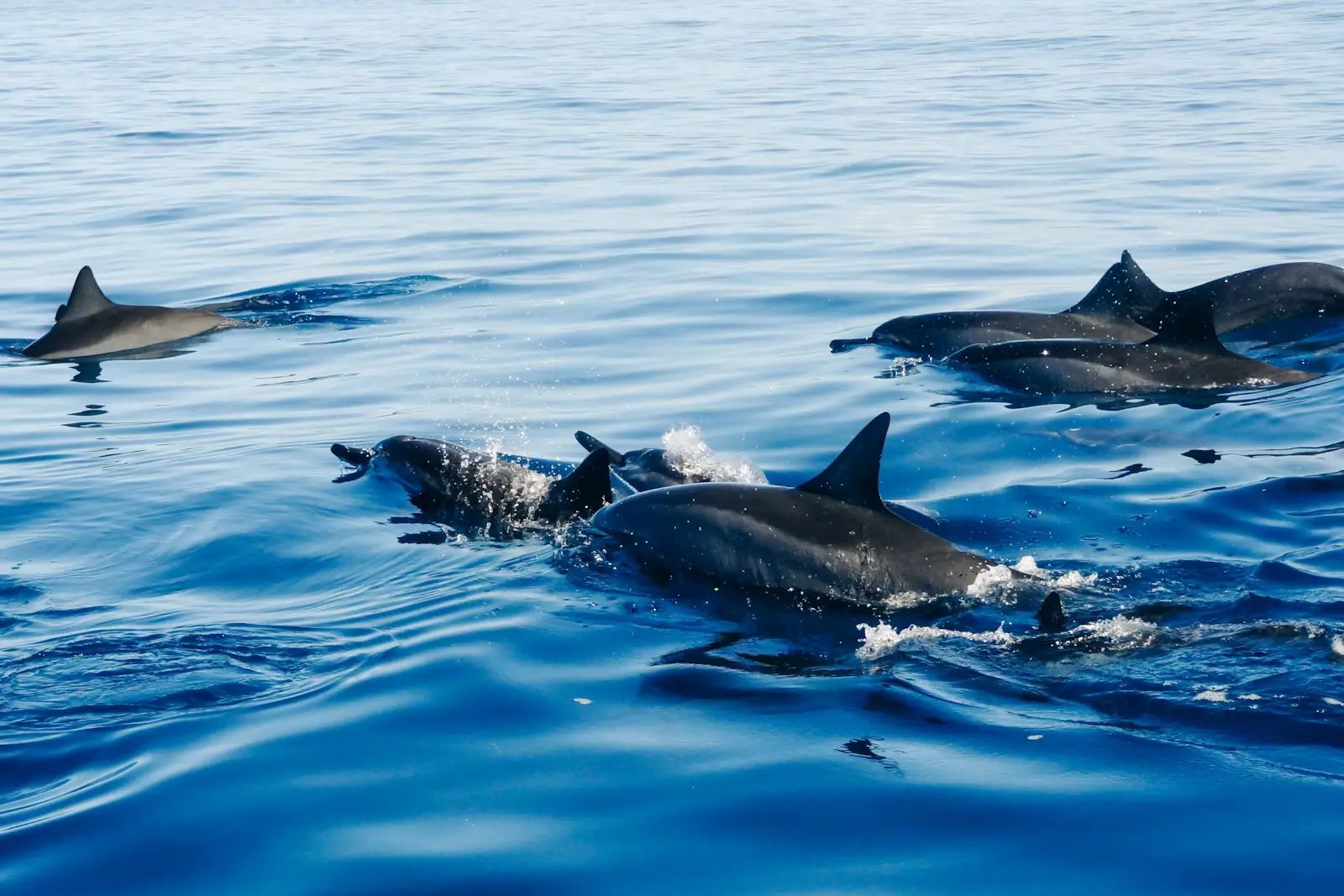 A bottlenose dolphin surfacing in dark green water