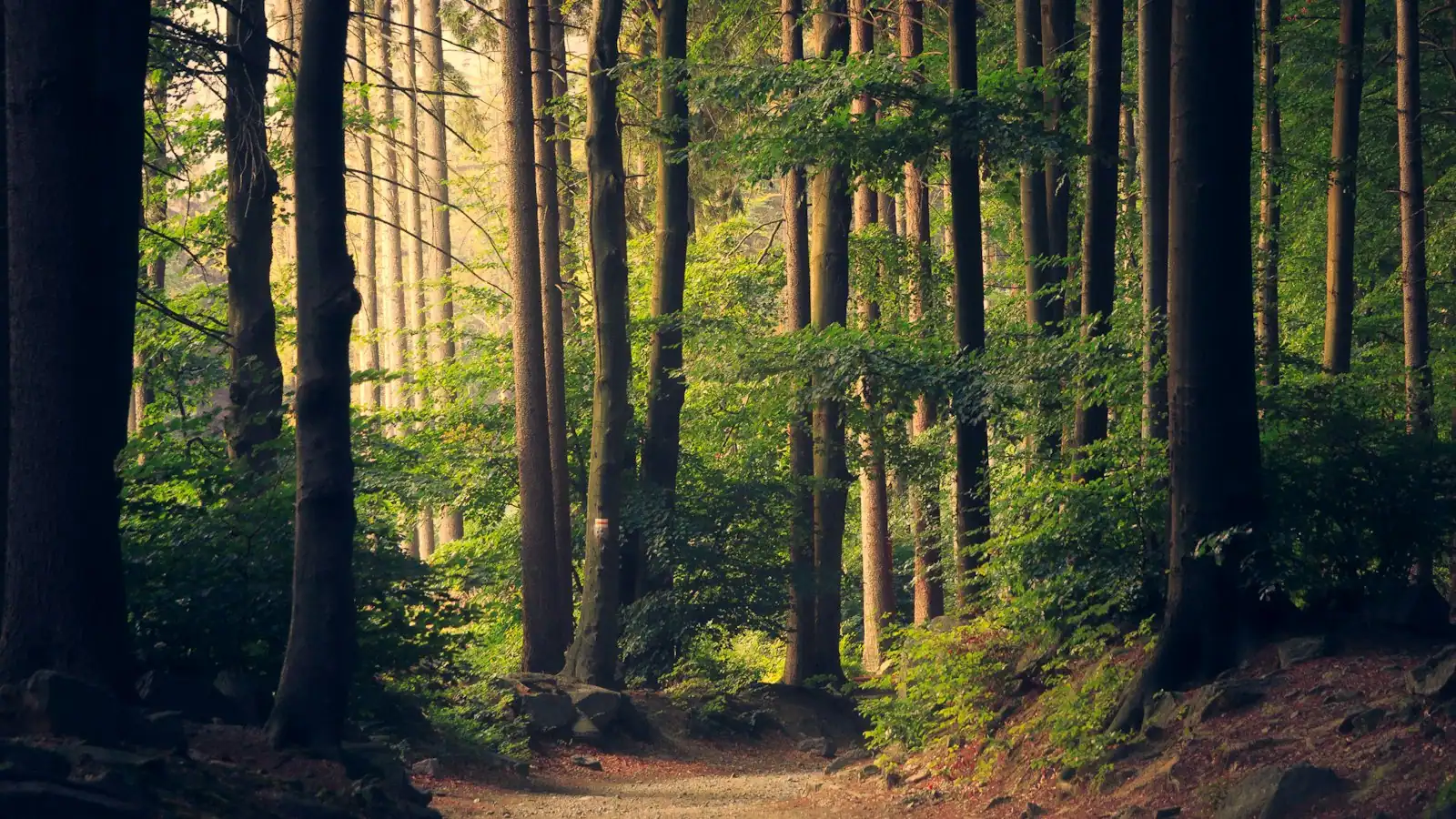 Tall pine trunks with sunlight falling across a needle-covered forest floor