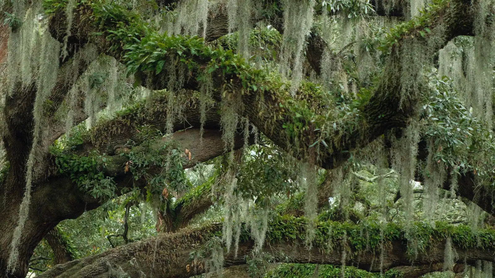 Live oak trees draped with Spanish moss, the tree canopy typical of the South Carolina Lowcountry