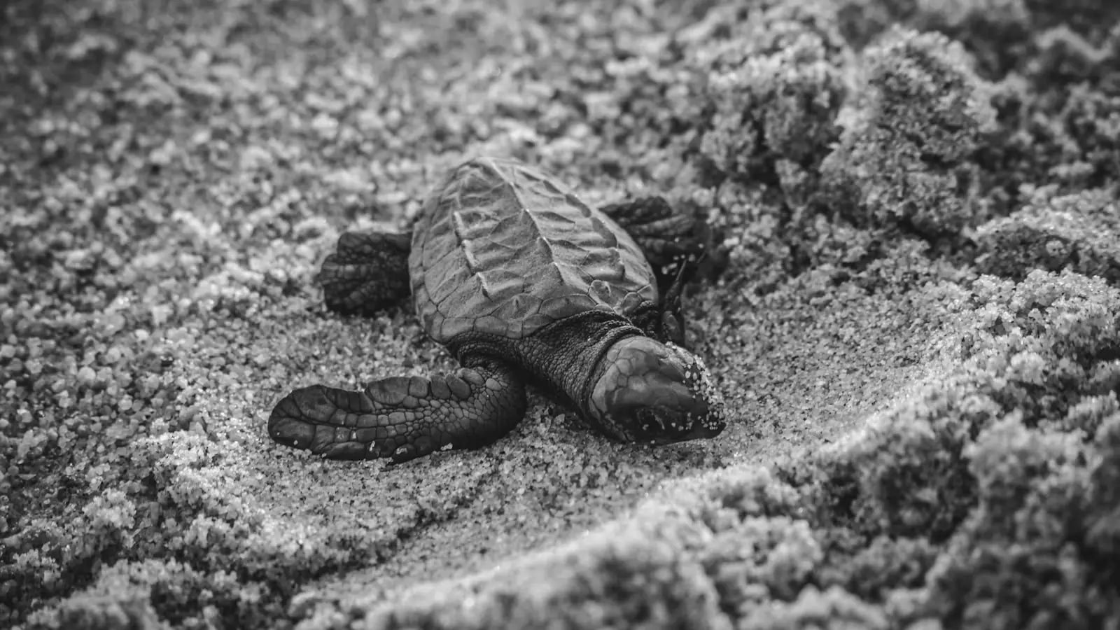 A young sea turtle crossing open sand, photographed at close range
